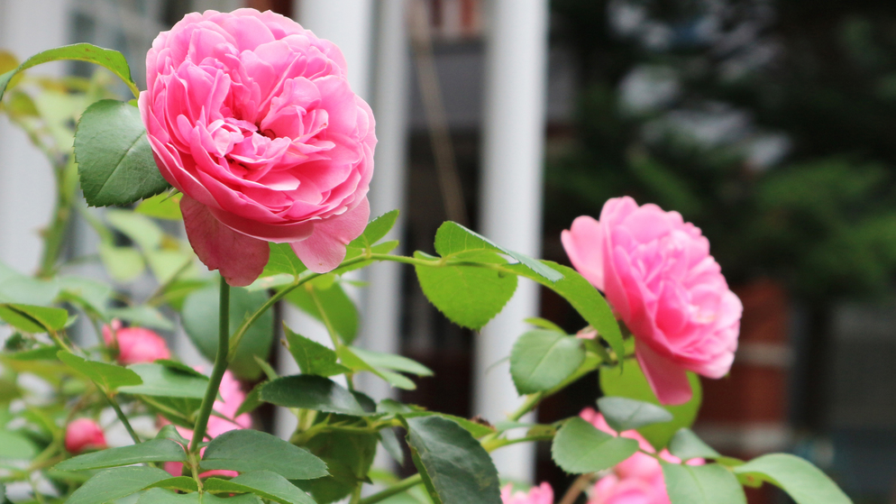 *【お庭】春と秋には、丹精込めて育てた薔薇が咲きます