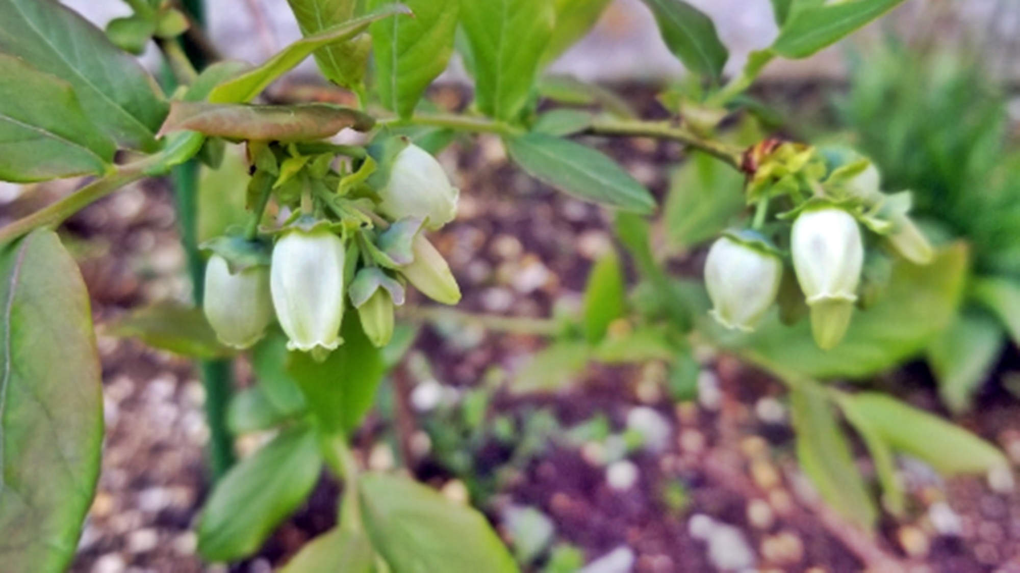 *【ブルーベリーの花】当館で育てているブルーベリー。こんなに可愛らしい花を咲かせます♪