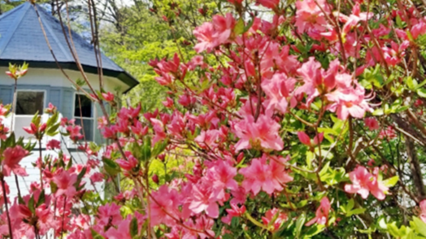 *【夏の外観】はっと目を引くヤマツツジ。当館はバラ以外にも四季折々の花々に囲まれています。