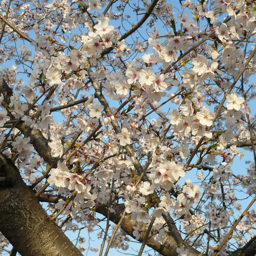 桜（4月下旬〜5月中旬）
