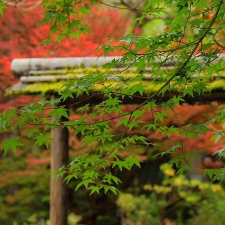 秋の日本庭園