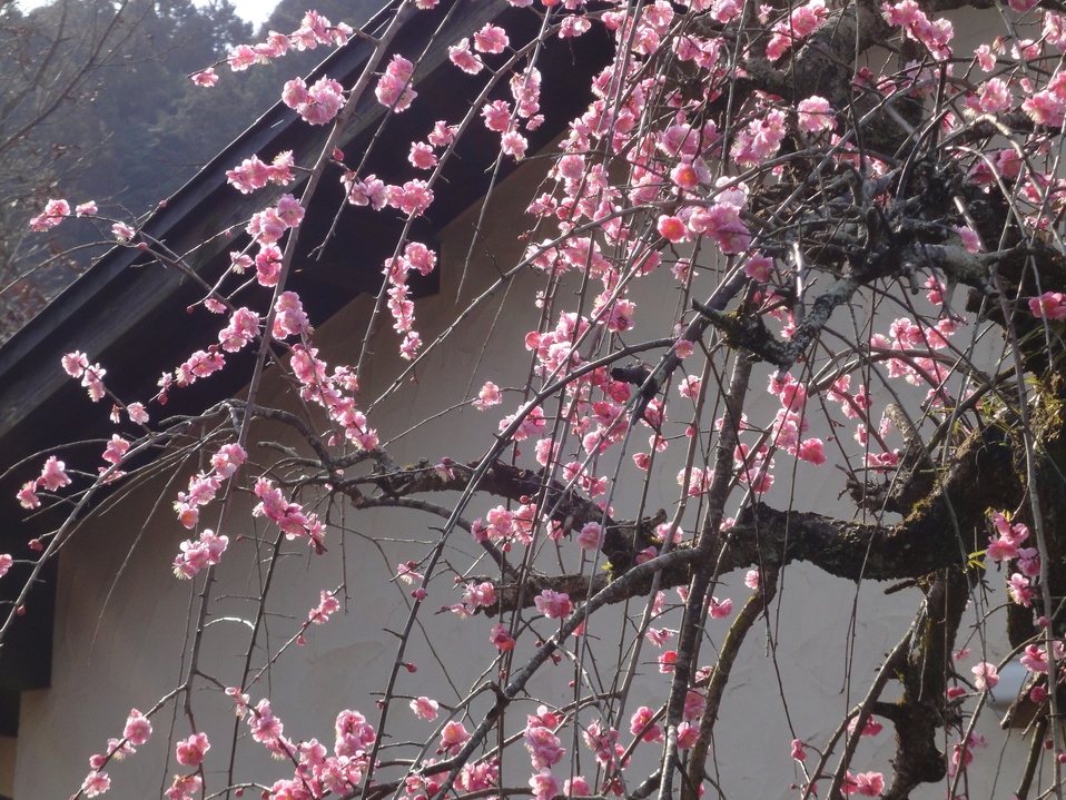 2月中旬しだれ梅の花が咲いて綺麗