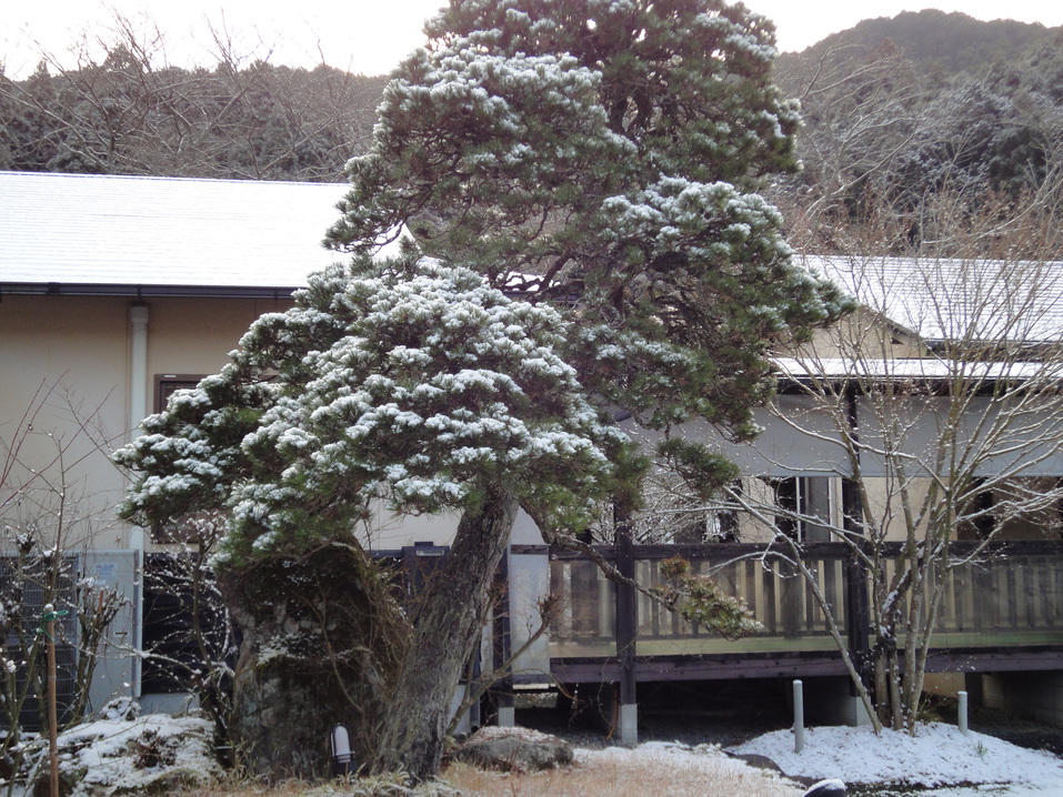 旅館の松の木雪景色