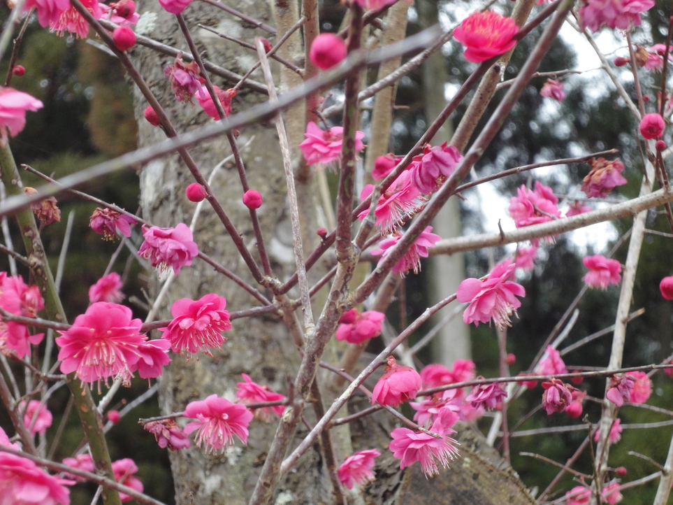 2月中旬梅の花が咲いて綺麗