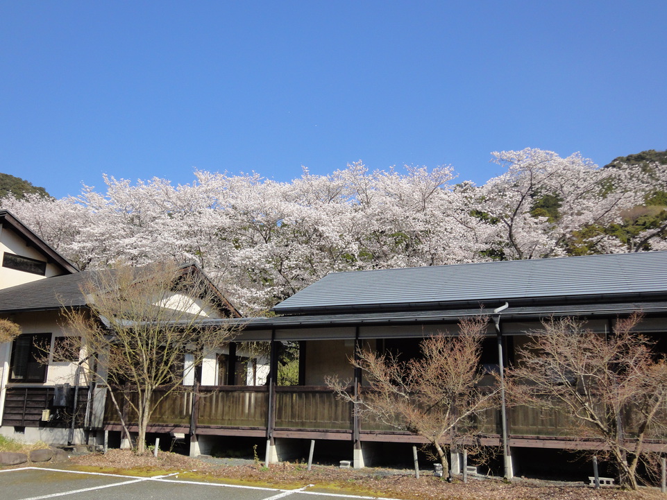 旅館の周り桜満開