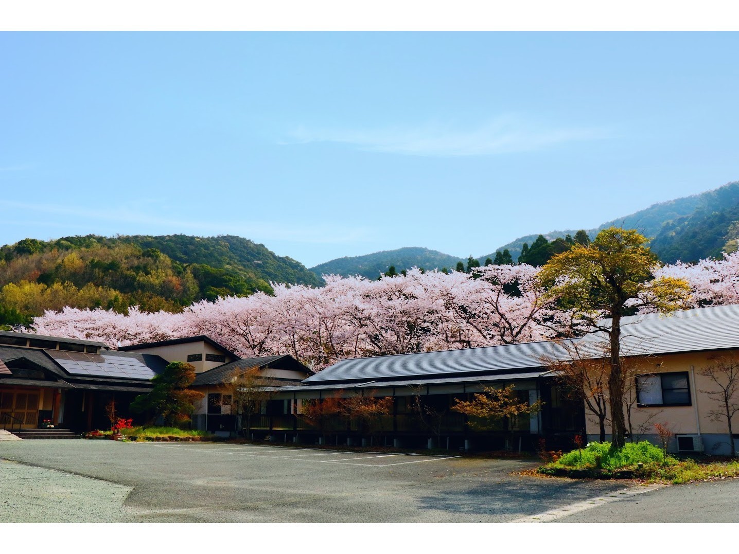 旅館の周り桜満開