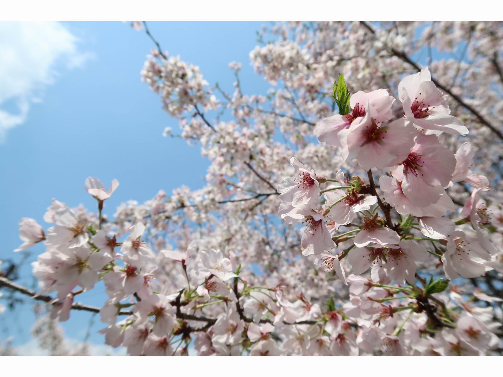 桜の花満開