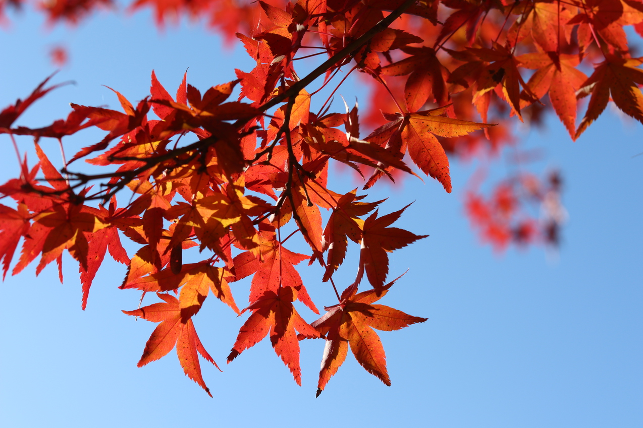 11月中旬頃の紅葉