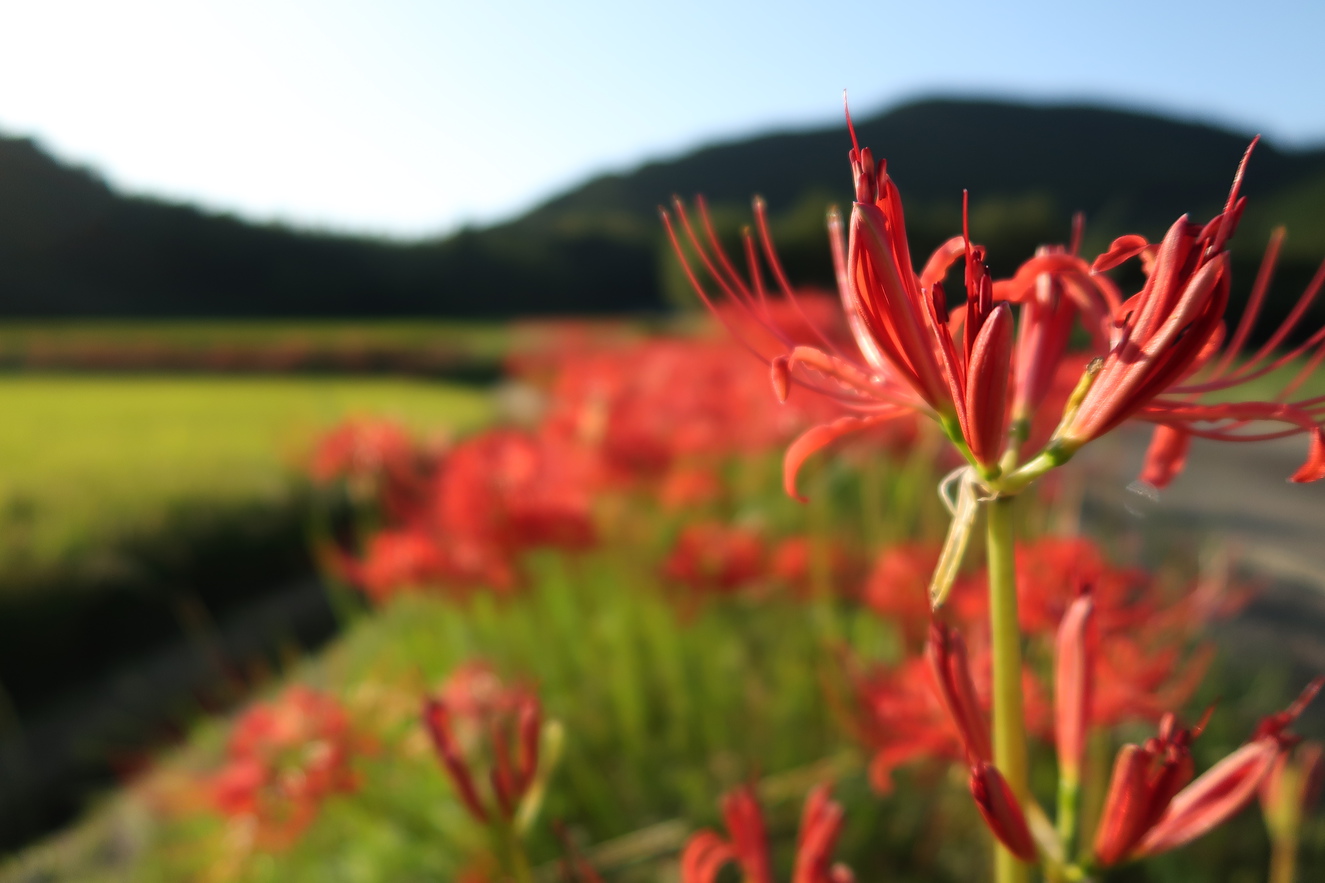 秋の平山田園風景彼岸花