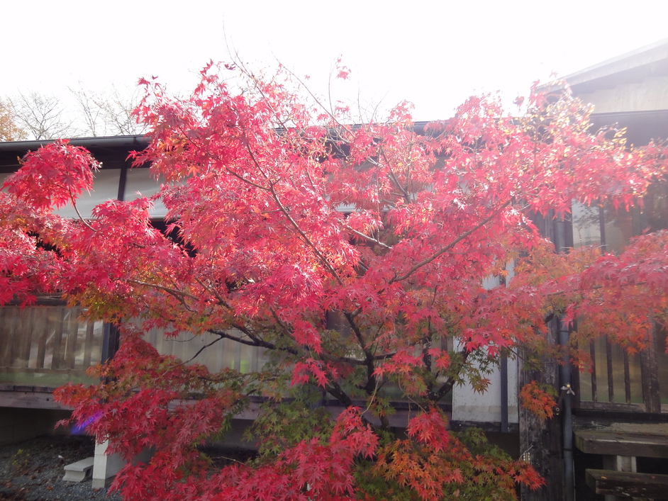 11月中旬頃の紅葉