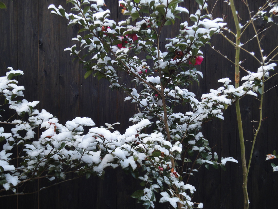 雪景色の露天風呂