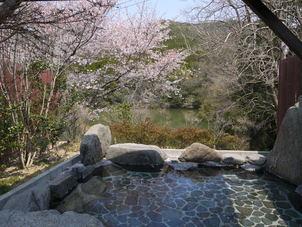 温泉With桜