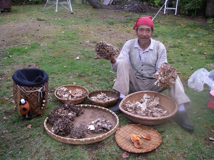 *【きのこ狩り】パフィオの庭で、大収穫した天然のマイタケを選別中。