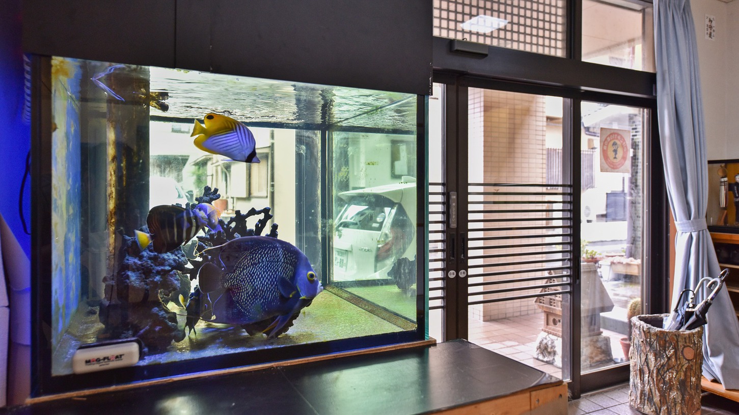 *フロントの水槽熱帯魚たちがお出迎え♪