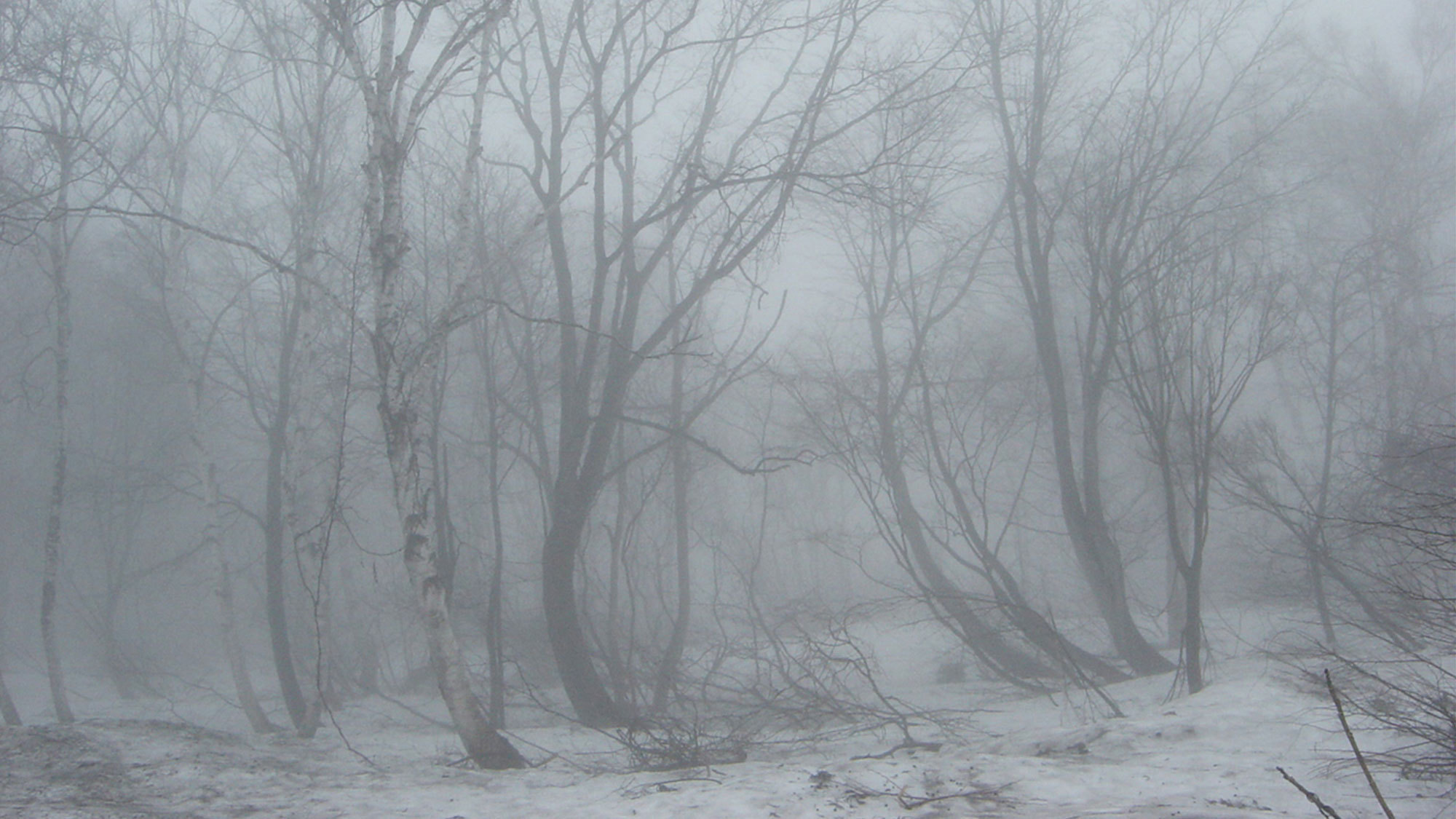 ・＜自然＞雪が降り積もる森は神秘的な空気に包まれます