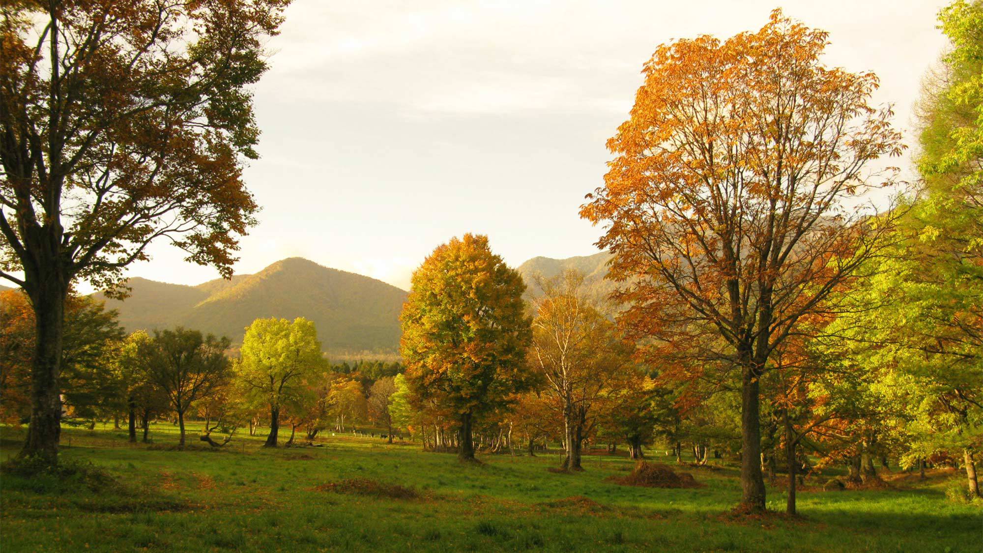 ・＜自然＞笹ヶ峰（秋）：陽の光が色づいた木々に反射し美しい風景が広がります