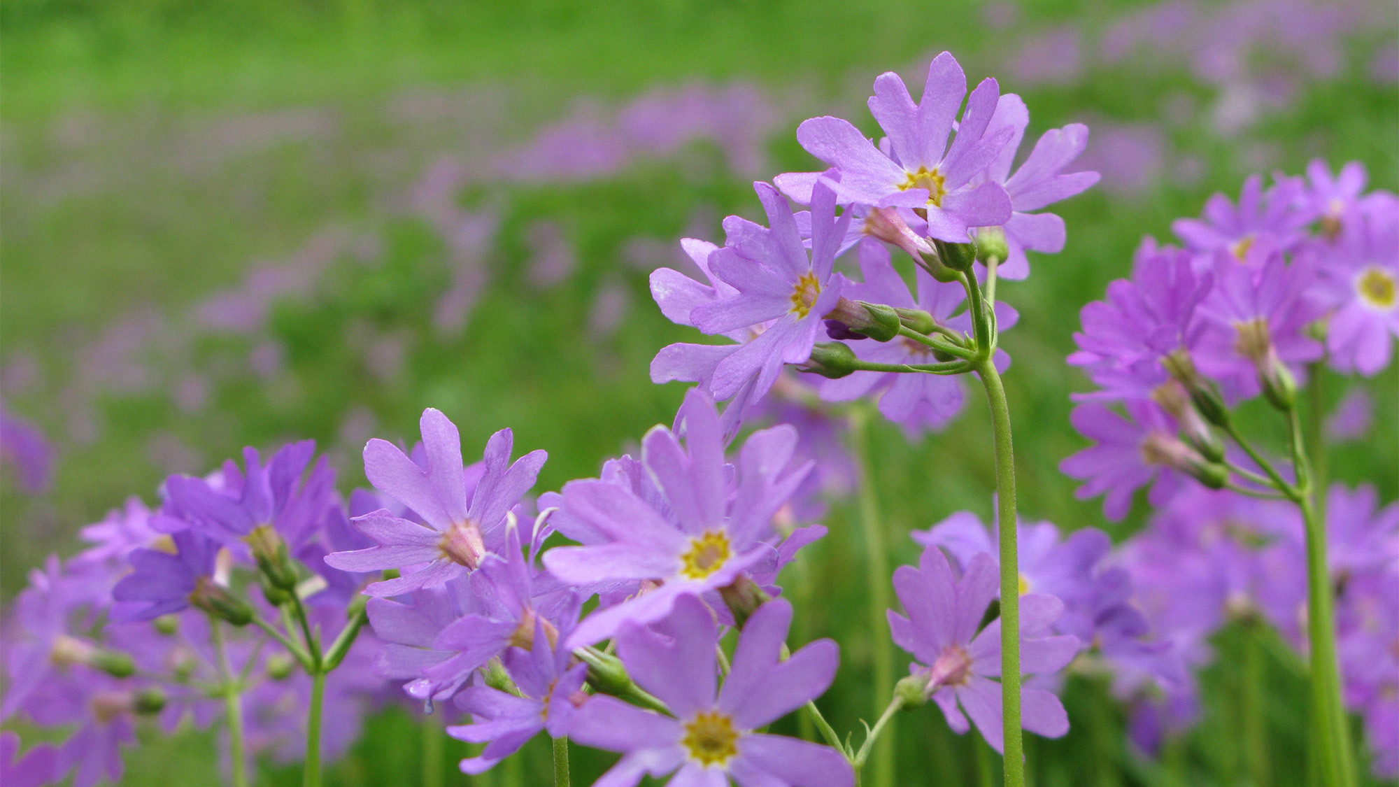 ・＜自然＞ハクサンコザクラ：6月〜8月が開花時期・見ごろとなり、紅紫色で2ｃｍ程の花冠が可憐です