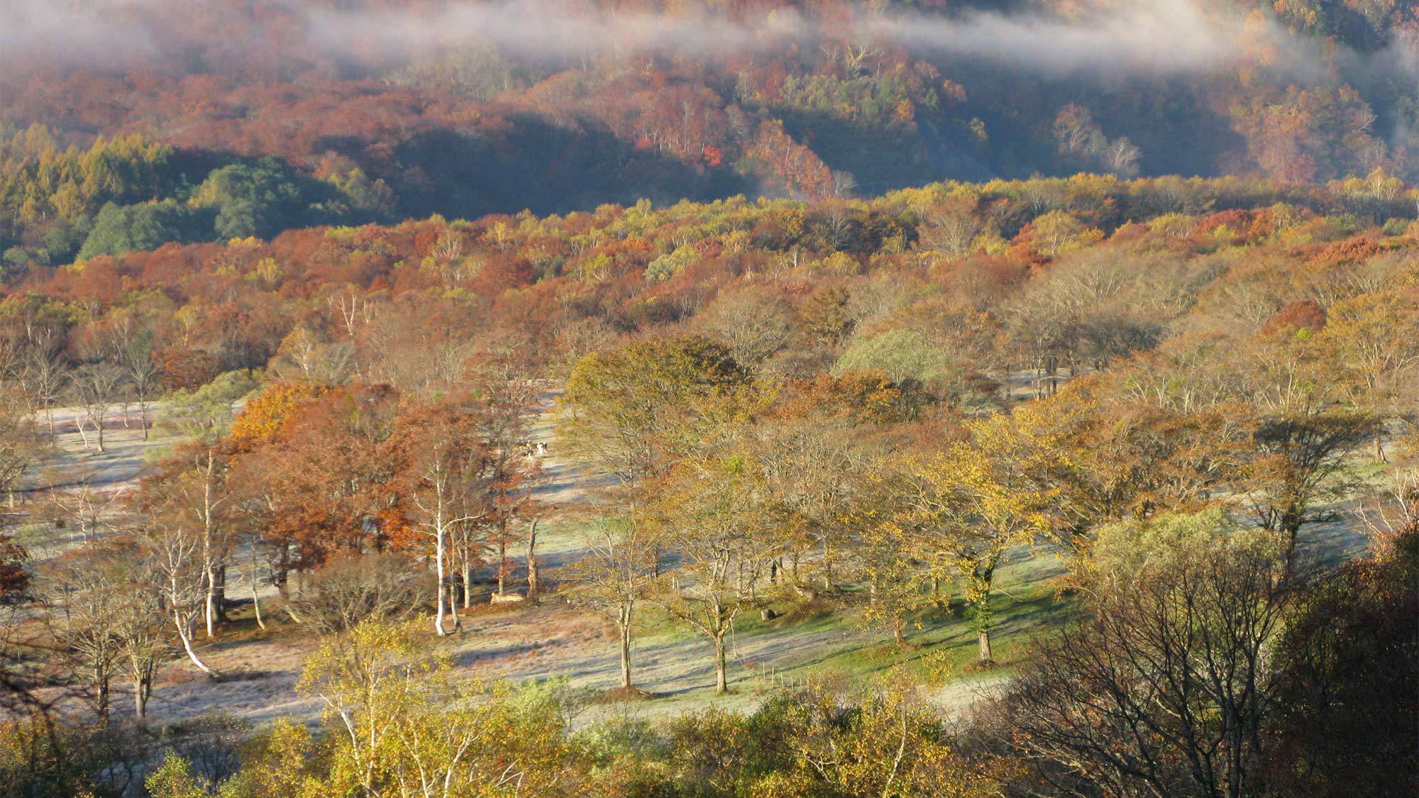 ・＜自然＞笹ヶ峰（秋）：周辺の山々が紅く色づく秋も美しい風景も見事です