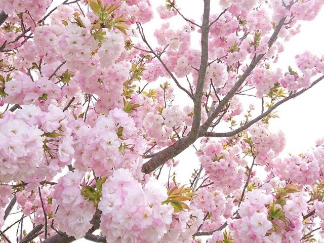 園内の桜