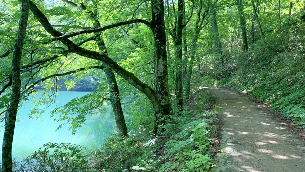 鶏頭場の池遊歩道