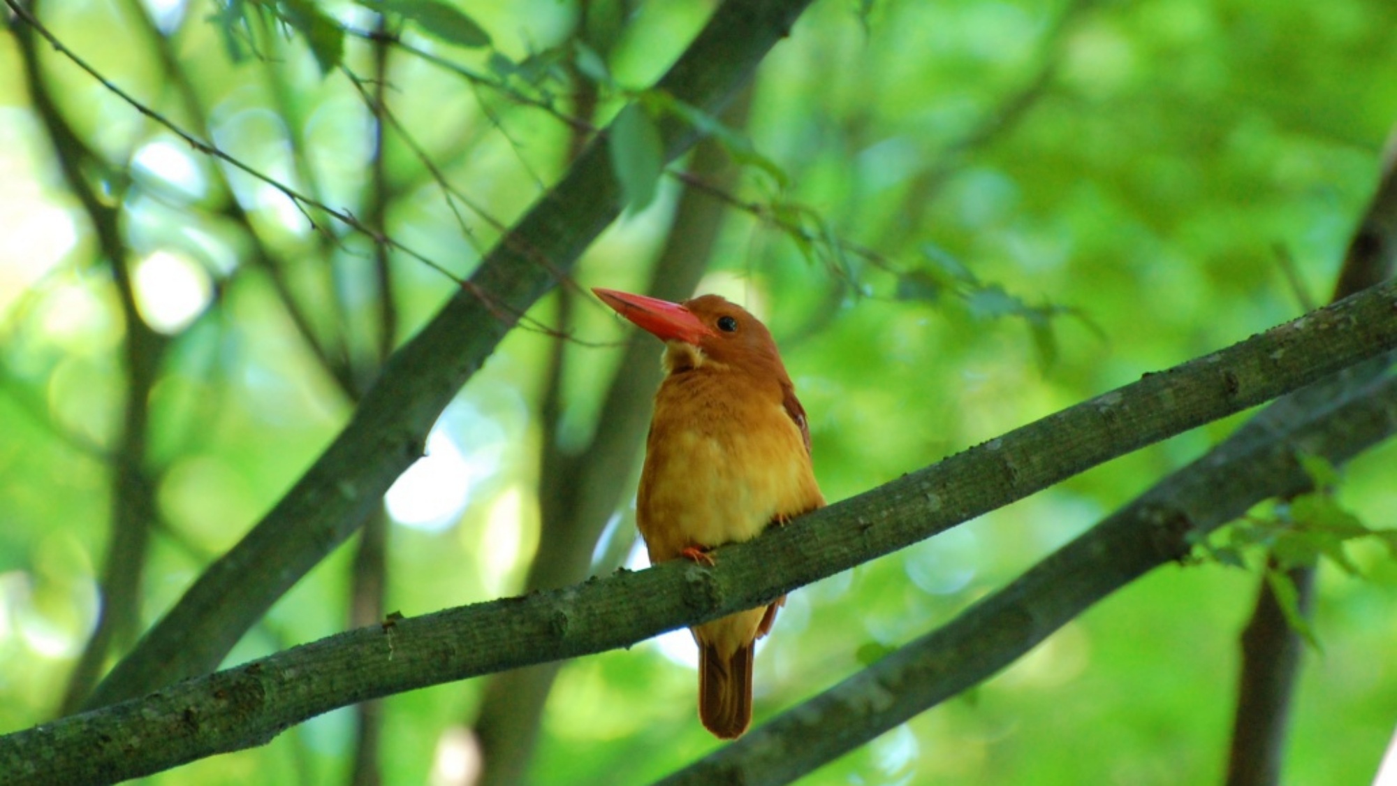 アカショウビン