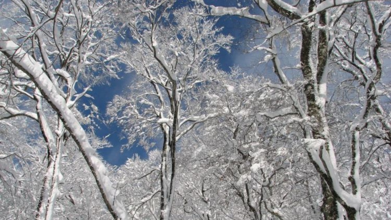 ブナ林と青空（冬）