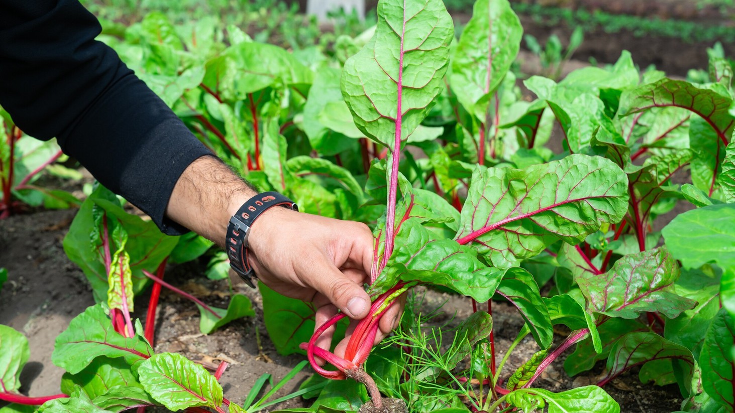 阿蘇蔵農園の野菜