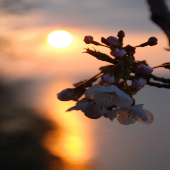 夕日と桜