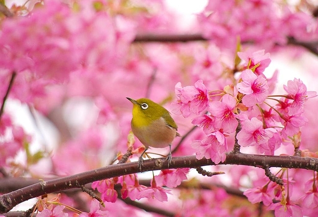 鶯と河津桜