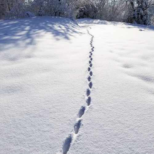 雪散歩