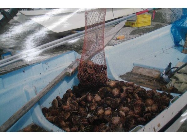 店主が漁師のため、礼文でとれた新鮮な海の幸