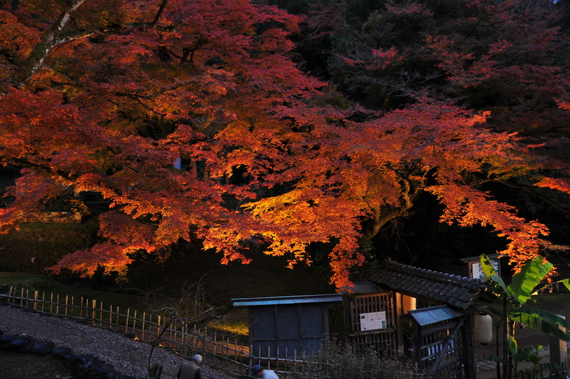 豊かな四季に恵まれた鳥取藩主池田家墓所。写真提供：鳥取県