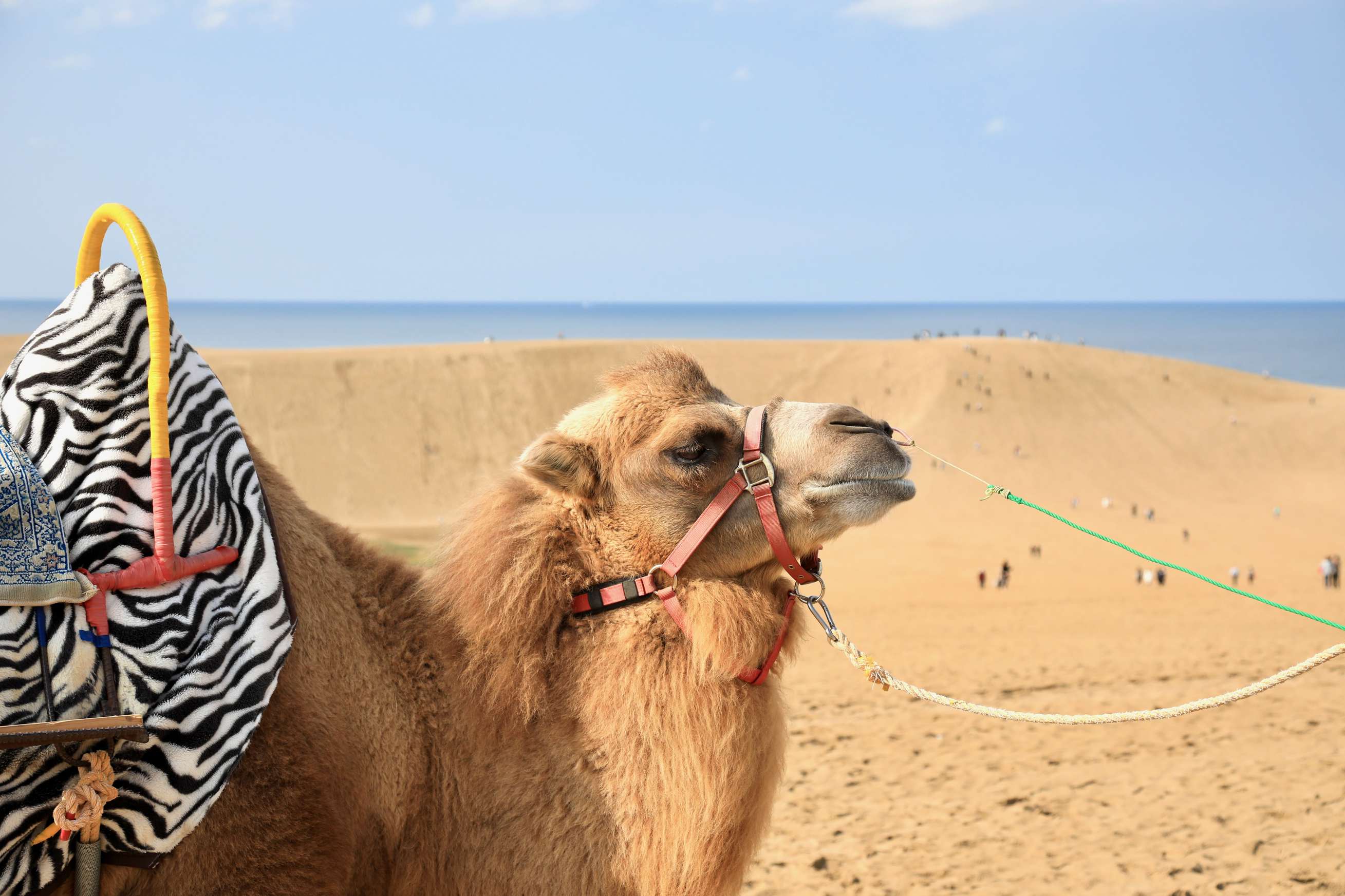 当館から車で約15分。鳥取砂丘ではラクダとの写真撮影ができます！写真提供：鳥取県