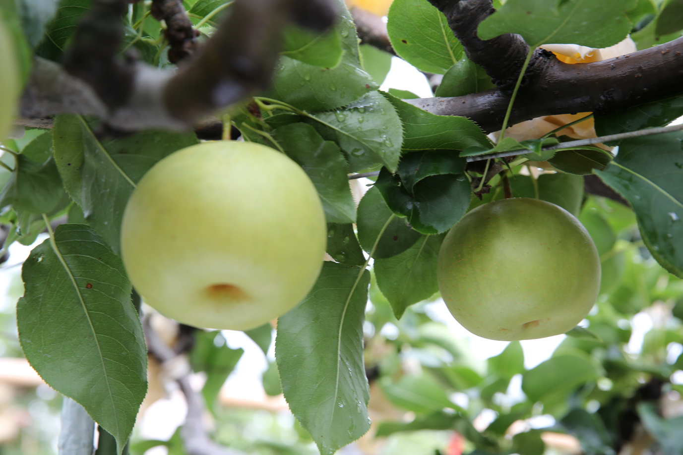二十世紀梨は、口に入れると自然にとけるような美味しさで知られる鳥取県の名産品です。写真提供：鳥取県