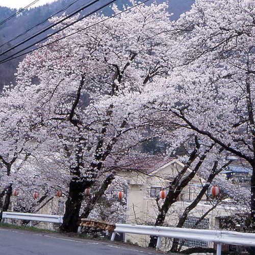 満開の桜をご覧下さい