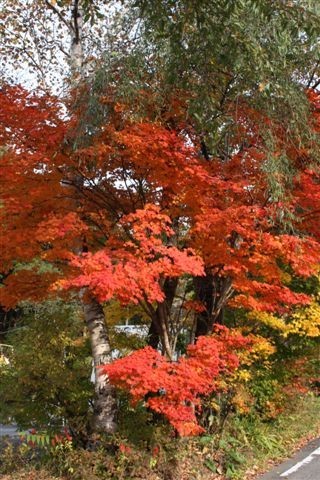 道路わきの紅葉