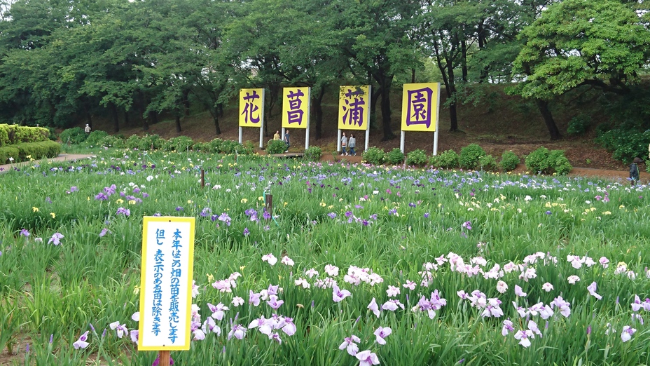 花菖蒲園