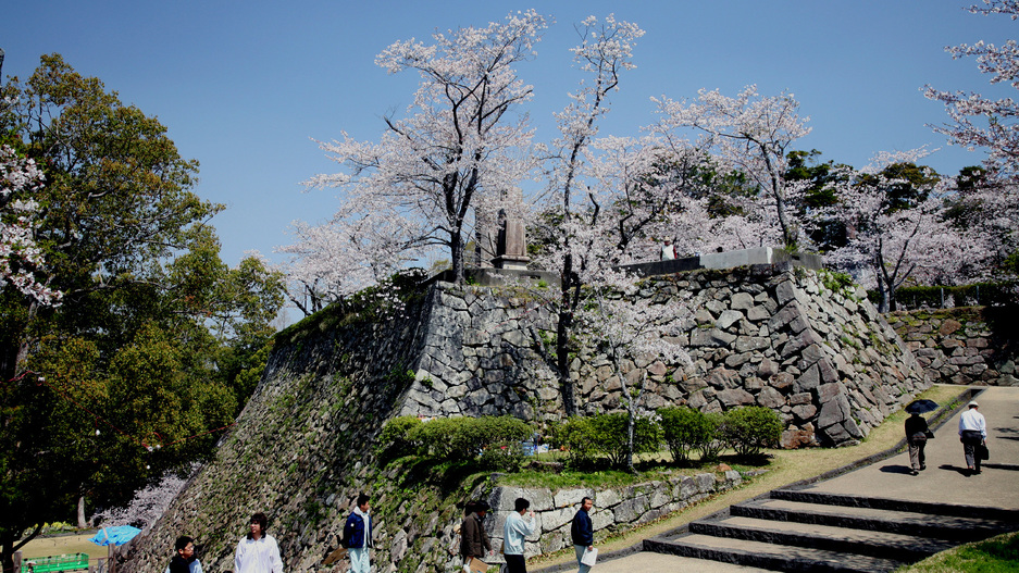 *周辺観光：城山の石垣と桜