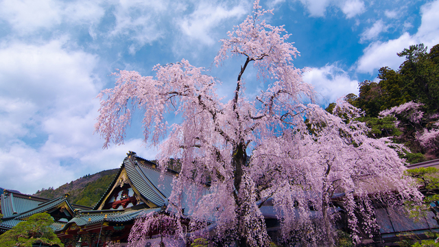 **【身延山久遠寺のシダレザクラ】淡いピンクの花をつけ、大きく垂れ下がる様子は大変見事です。