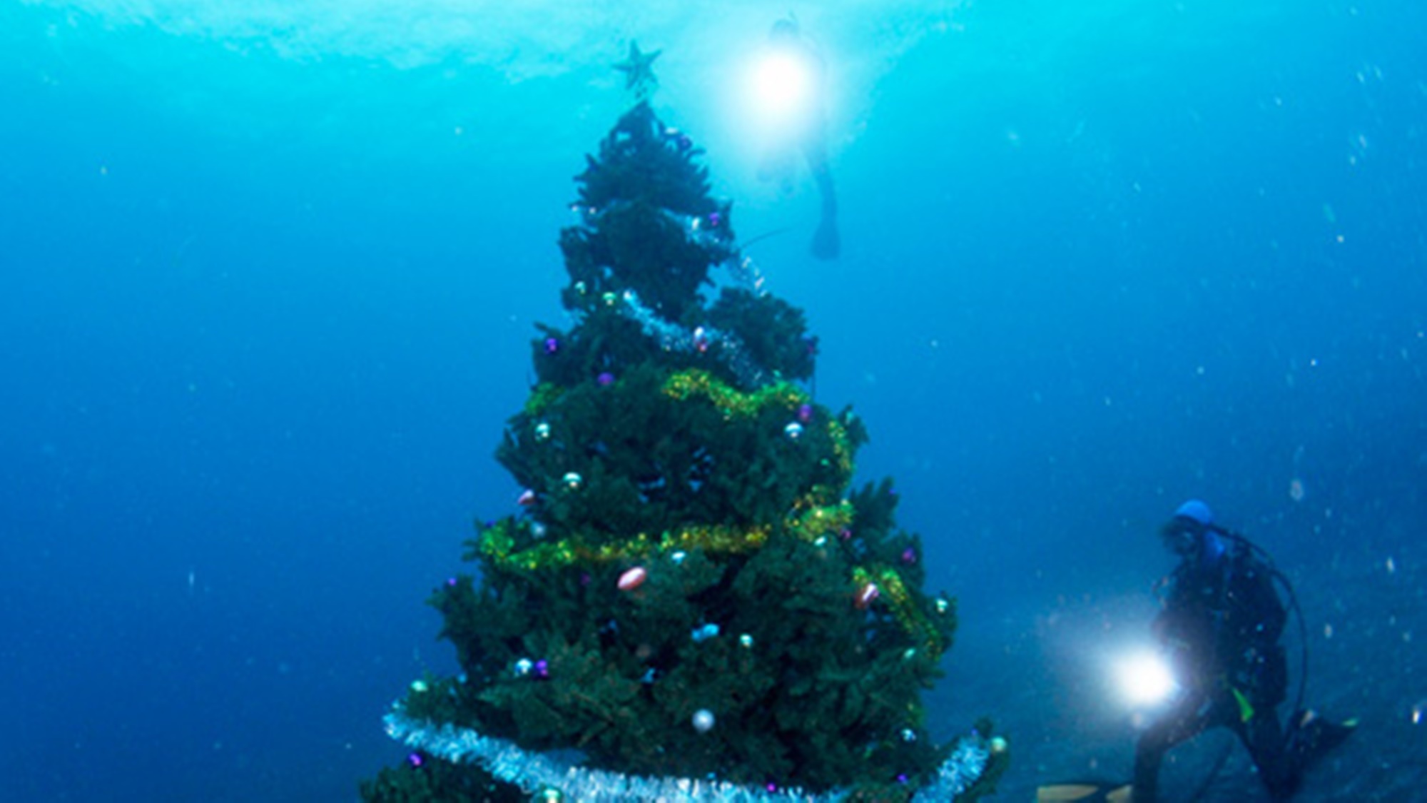 *クリスマスダイビングなんと、海中に大きなクリスマスツリー！！