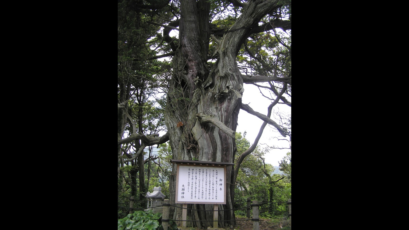 *ビャクシン樹林／樹齢1500年の御神木。壮大なパワーを感じられるスポットです。