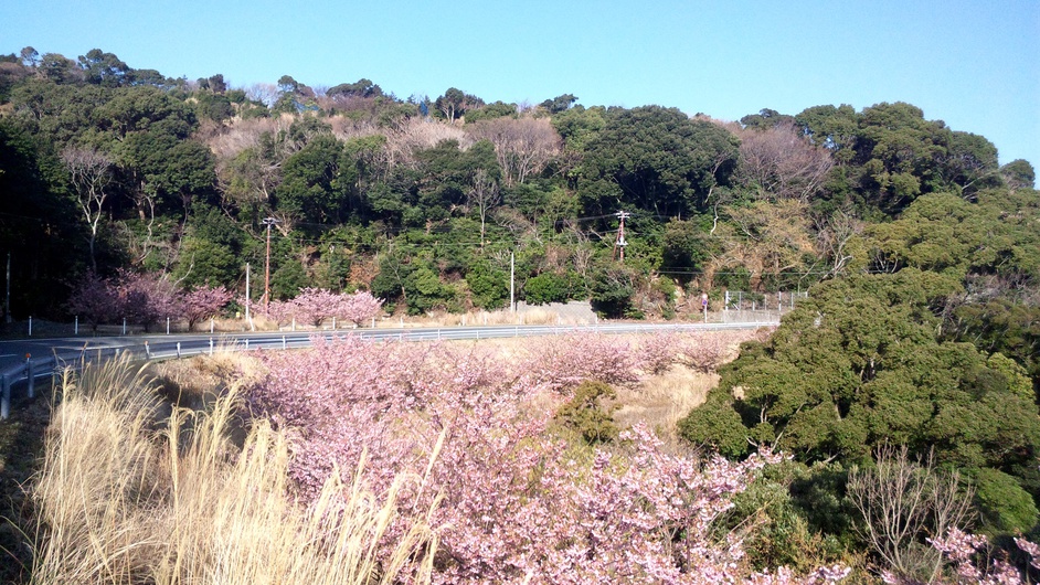 *春の河津桜／伊豆の名物河津桜の他、近隣には桜を見られるスポットがありますよ
