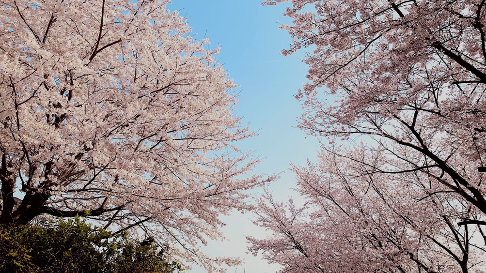 【当宿からの景観】桜(4月頃)