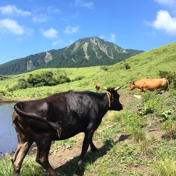 【南阿蘇】空気も新鮮！牛が放牧されています。