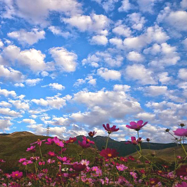 【景色】四季折々の花々。大自然の中でのんびりお過ごしください。