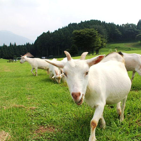 【月廻り公園】近くには、公園や温泉もあり、動物ともふれあえます。