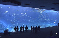 沖縄美ら海水族館