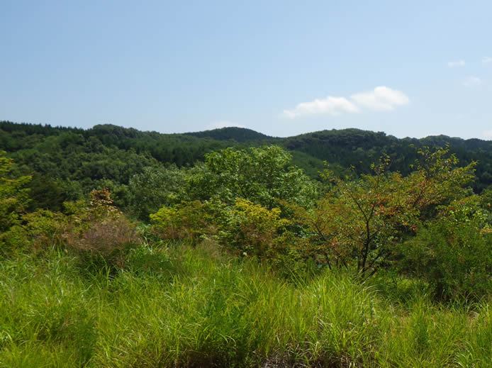 裏山からの景色