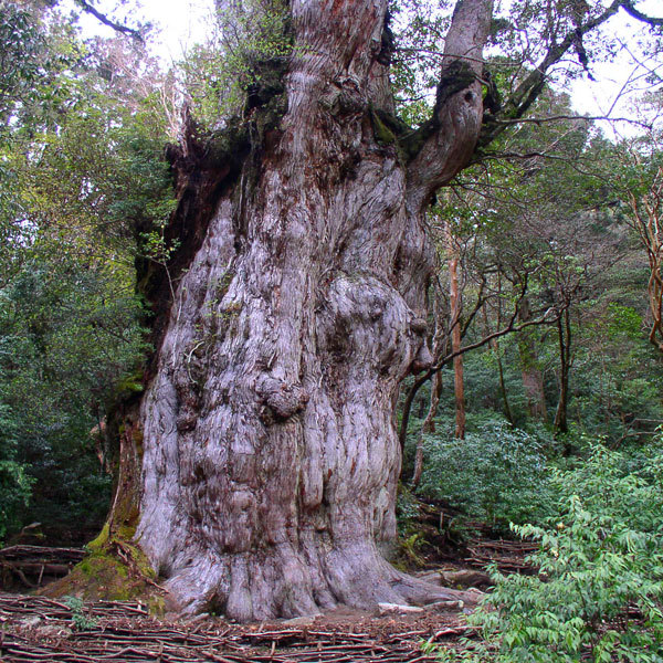 【縄文杉】樹齢7200年といわれる神秘の樹木、縄文杉に会いに行こう！
