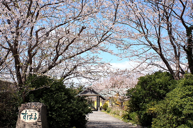 桜とすばる